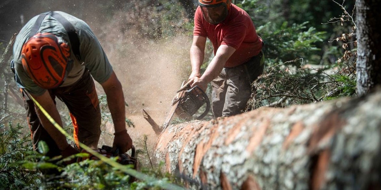 The profession of a lumberjack